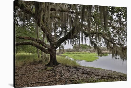 USA, Florida, Sarasota, Myakka River State Park-Hollice Looney-Stretched Canvas