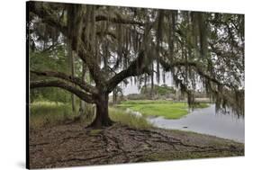 USA, Florida, Sarasota, Myakka River State Park-Hollice Looney-Stretched Canvas