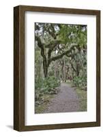 USA, Florida, Sarasota, Myakka River State Park-Hollice Looney-Framed Photographic Print