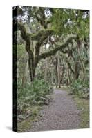 USA, Florida, Sarasota, Myakka River State Park-Hollice Looney-Stretched Canvas