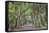 USA, Florida, Sarasota, Myakka River State Park-Hollice Looney-Framed Stretched Canvas