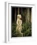 USA, Florida, Sarasota, Ringling Museum, Outdoor Sculpture Garden-Walter Bibikow-Framed Photographic Print