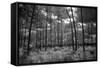 USA, Florida, slash pine and palmetto palm landscape. Infrared.-Connie Bransilver-Framed Stretched Canvas