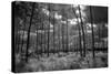 USA, Florida, slash pine and palmetto palm landscape. Infrared.-Connie Bransilver-Stretched Canvas