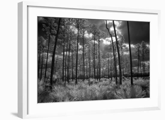 USA, Florida, slash pine and palmetto palm landscape. Infrared.-Connie Bransilver-Framed Photographic Print