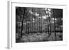 USA, Florida, slash pine and palmetto palm landscape. Infrared.-Connie Bransilver-Framed Photographic Print