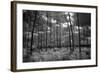 USA, Florida, slash pine and palmetto palm landscape. Infrared.-Connie Bransilver-Framed Photographic Print