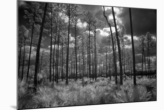 USA, Florida, slash pine and palmetto palm landscape. Infrared.-Connie Bransilver-Mounted Photographic Print