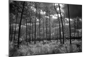 USA, Florida, slash pine and palmetto palm landscape. Infrared.-Connie Bransilver-Mounted Photographic Print