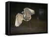 USA, Florida. Snowy egret flying up to nest.-Maresa Pryor-Framed Stretched Canvas