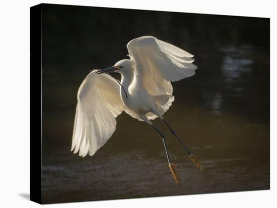 USA, Florida. Snowy egret flying up to nest.-Maresa Pryor-Stretched Canvas