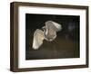 USA, Florida. Snowy egret flying up to nest.-Maresa Pryor-Framed Photographic Print