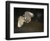 USA, Florida. Snowy egret flying up to nest.-Maresa Pryor-Framed Photographic Print