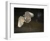 USA, Florida. Snowy egret flying up to nest.-Maresa Pryor-Framed Photographic Print