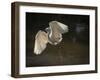 USA, Florida. Snowy egret flying up to nest.-Maresa Pryor-Framed Photographic Print