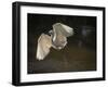 USA, Florida. Snowy egret flying up to nest.-Maresa Pryor-Framed Photographic Print