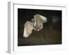 USA, Florida. Snowy egret flying up to nest.-Maresa Pryor-Framed Photographic Print