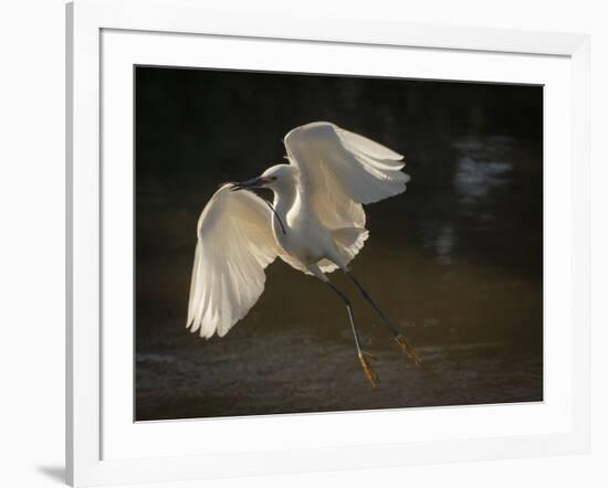 USA, Florida. Snowy egret flying up to nest.-Maresa Pryor-Framed Photographic Print