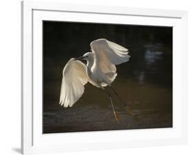 USA, Florida. Snowy egret flying up to nest.-Maresa Pryor-Framed Photographic Print