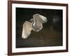 USA, Florida. Snowy egret flying up to nest.-Maresa Pryor-Framed Photographic Print