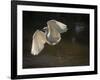 USA, Florida. Snowy egret flying up to nest.-Maresa Pryor-Framed Photographic Print