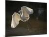 USA, Florida. Snowy egret flying up to nest.-Maresa Pryor-Mounted Photographic Print