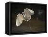 USA, Florida. Snowy egret flying up to nest.-Maresa Pryor-Framed Stretched Canvas