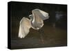 USA, Florida. Snowy egret flying up to nest.-Maresa Pryor-Stretched Canvas