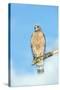 USA, Florida, Spruce Creek, Red-Shouldered Hawk-Jim Engelbrecht-Stretched Canvas