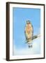 USA, Florida, Spruce Creek, Red-Shouldered Hawk-Jim Engelbrecht-Framed Photographic Print