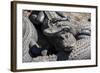 USA, Florida, St. Augustine, Alligator Farm, alligators.-Lisa S. Engelbrecht-Framed Photographic Print