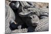 USA, Florida, St. Augustine, Alligator Farm, alligators.-Lisa S. Engelbrecht-Mounted Photographic Print