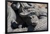 USA, Florida, St. Augustine, Alligator Farm, alligators.-Lisa S. Engelbrecht-Framed Photographic Print