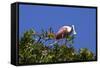 USA, Florida, St. Augustine Alligator Farm wild Roseate spoonbill.-Connie Bransilver-Framed Stretched Canvas