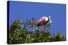 USA, Florida, St. Augustine Alligator Farm wild Roseate spoonbill.-Connie Bransilver-Stretched Canvas