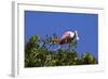 USA, Florida, St. Augustine Alligator Farm wild Roseate spoonbill.-Connie Bransilver-Framed Photographic Print