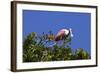 USA, Florida, St. Augustine Alligator Farm wild Roseate spoonbill.-Connie Bransilver-Framed Photographic Print