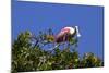 USA, Florida, St. Augustine Alligator Farm wild Roseate spoonbill.-Connie Bransilver-Mounted Photographic Print