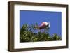 USA, Florida, St. Augustine Alligator Farm wild Roseate spoonbill.-Connie Bransilver-Framed Photographic Print