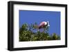 USA, Florida, St. Augustine Alligator Farm wild Roseate spoonbill.-Connie Bransilver-Framed Photographic Print