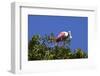 USA, Florida, St. Augustine Alligator Farm wild Roseate spoonbill.-Connie Bransilver-Framed Photographic Print