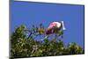 USA, Florida, St. Augustine Alligator Farm wild Roseate spoonbill.-Connie Bransilver-Mounted Photographic Print