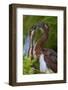 USA, Florida, St. Augustine Alligator Farm wild Tricolor Heron chicks.-Connie Bransilver-Framed Photographic Print