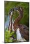 USA, Florida, St. Augustine Alligator Farm wild Tricolor Heron chicks.-Connie Bransilver-Mounted Photographic Print