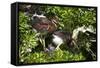 USA, Florida, St. Augustine Alligator Farm wild Tricolor Heron.-Connie Bransilver-Framed Stretched Canvas