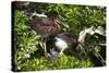 USA, Florida, St. Augustine Alligator Farm wild Tricolor Heron.-Connie Bransilver-Stretched Canvas