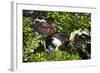 USA, Florida, St. Augustine Alligator Farm wild Tricolor Heron.-Connie Bransilver-Framed Photographic Print