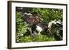USA, Florida, St. Augustine Alligator Farm wild Tricolor Heron.-Connie Bransilver-Framed Photographic Print
