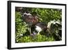 USA, Florida, St. Augustine Alligator Farm wild Tricolor Heron.-Connie Bransilver-Framed Photographic Print