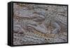 USA, Florida, St. Augustine, Alligators at the alligator farm.-Joanne Wells-Framed Stretched Canvas